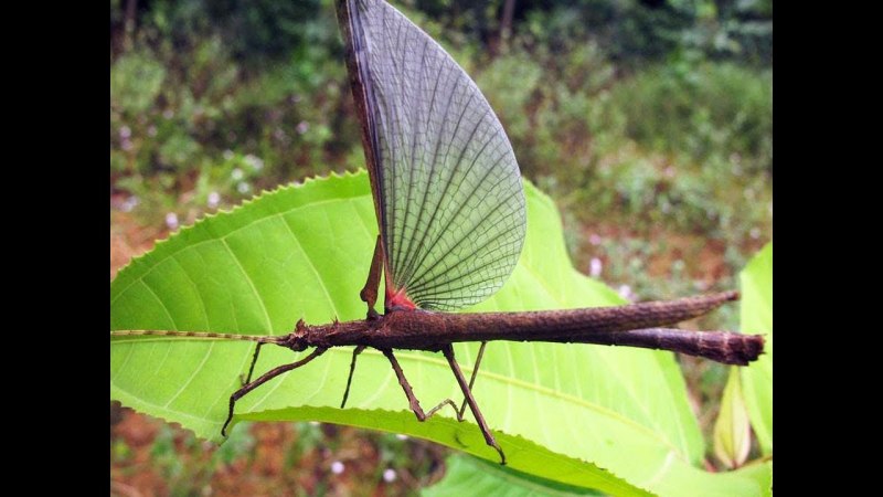 Палочники (Phasmatodea) — до 330 мм