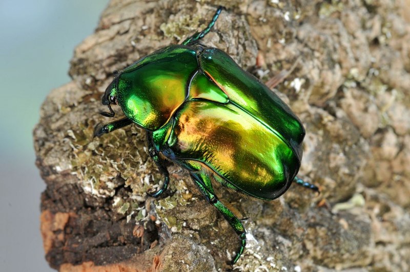 Бронзовка золотистая (Cetonia aurata)