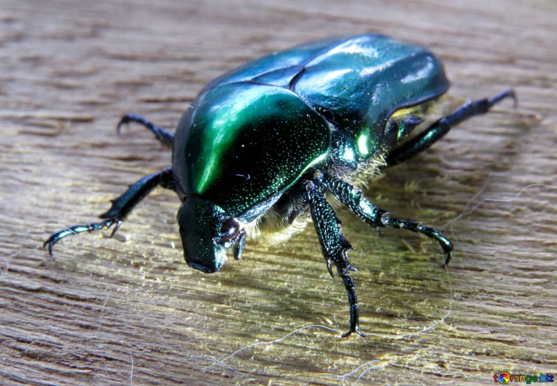 Бронзовка золотистая (Cetonia aurata)