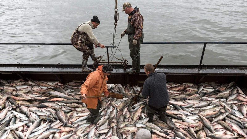 Горбуша (Oncorhynchus gorbuscha)