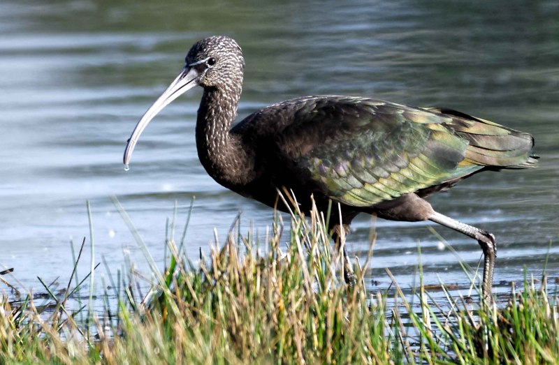 Каравайка (Plegadis falcinellus)
