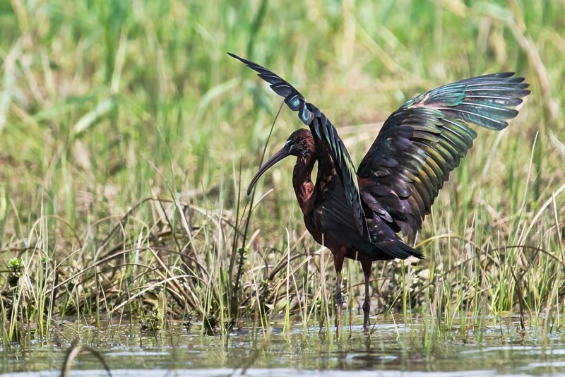 Каравайка (Plegadis falcinellus)