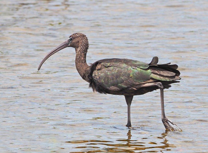 Glossy ibis