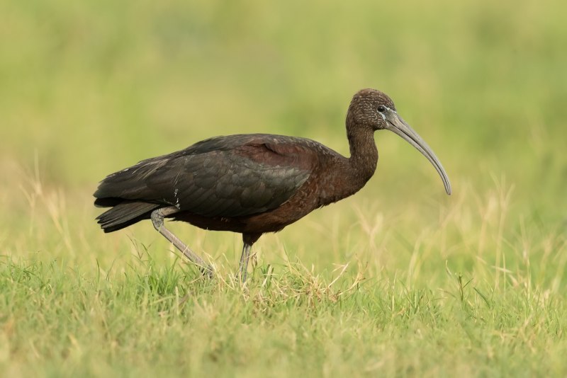 Каравайка (Plegadis falcinellus)