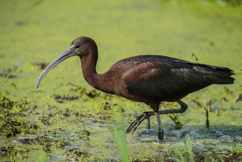 Каравайка Plegadis falcinellus (Linnaeus, 1766)
