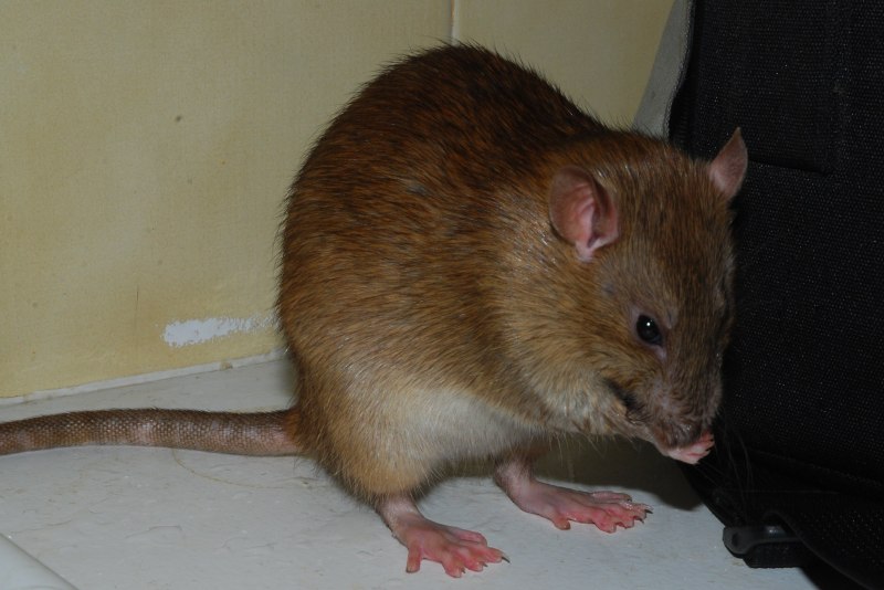 Mouse and rat