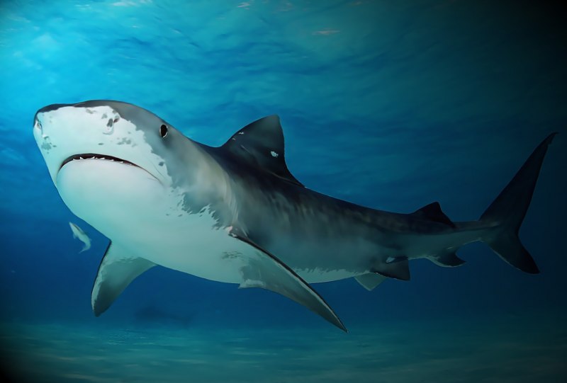 Белая тигровая акула (63 фото)