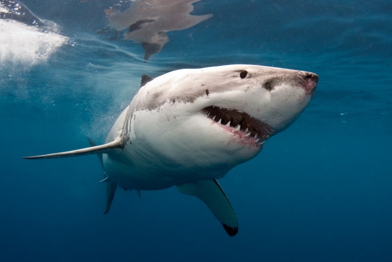 Carcharodon carcharias