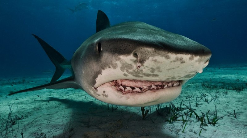 Акула Carcharodon carcharias