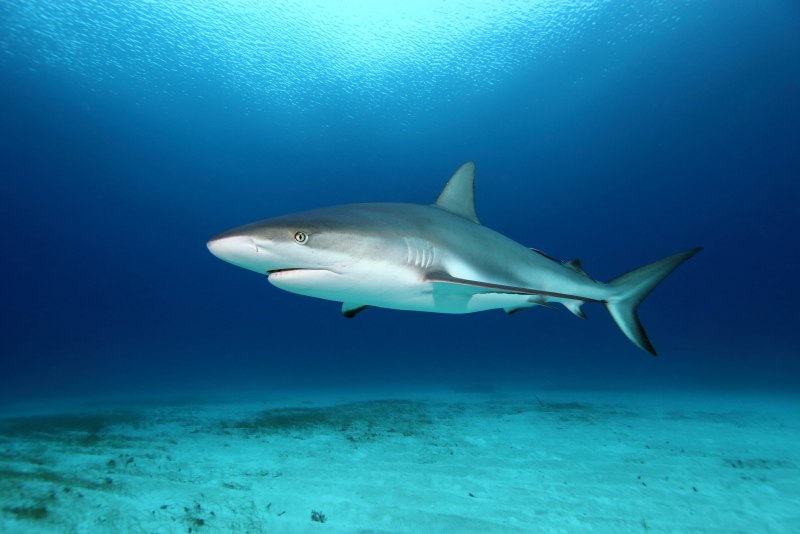 Акула Carcharodon carcharias