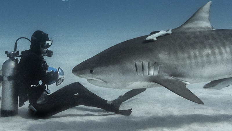 Carcharodon Megalodon