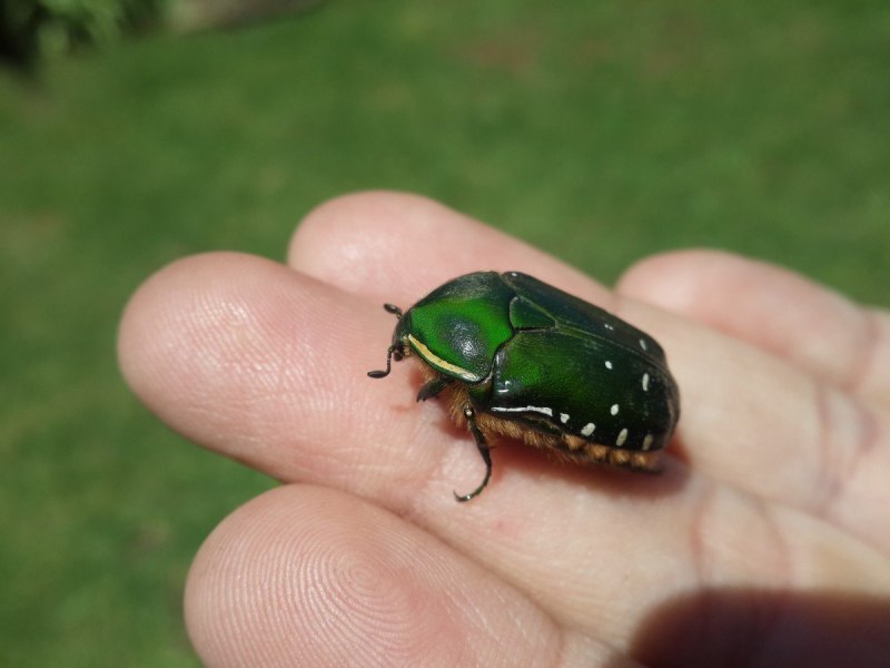 Навозник весенний (Trypocopris vernalis)