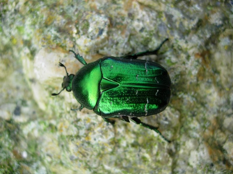 Бронзовка золотистая (Cetonia aurata)