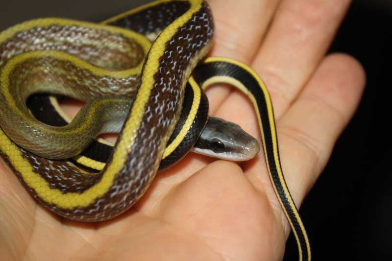 Orthriophis taeniurus