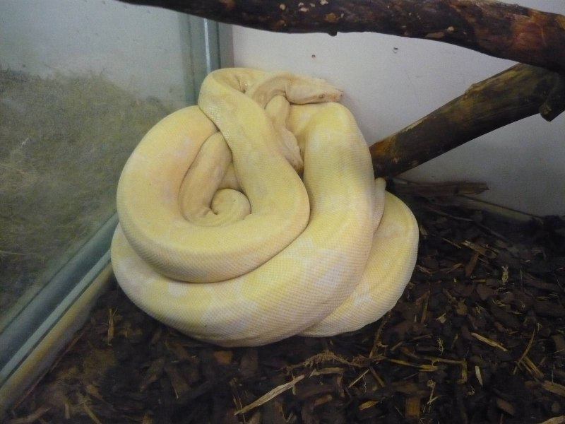 Elaphe carinata