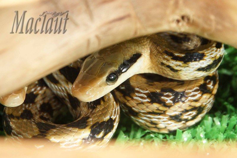 Orthriophis taeniurus ridleyi