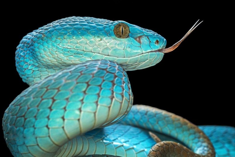 Coluber Constrictor Foxii