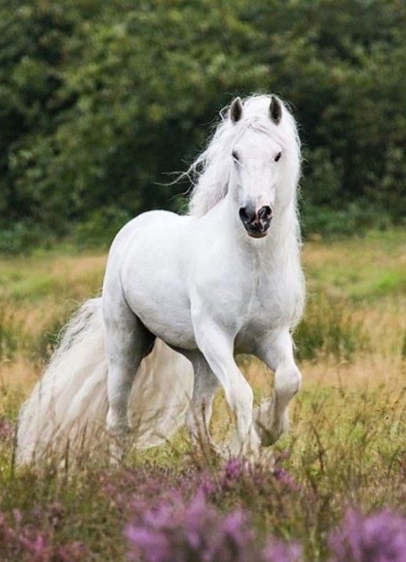 Белый мустанг лошадь (63 фото)