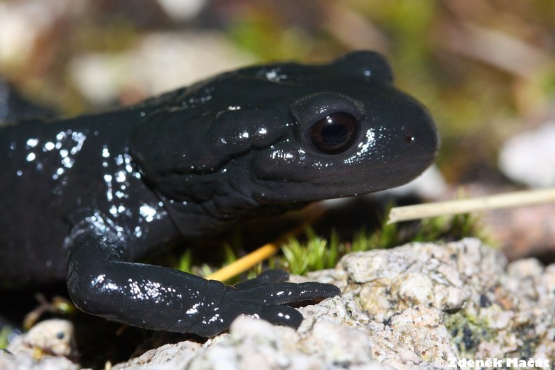 Альпийская саламандра (Salamandra atra)