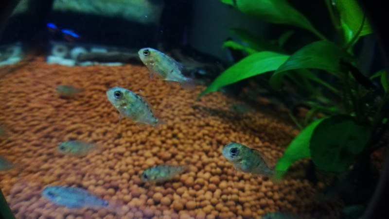 Geophagus taeniopareius