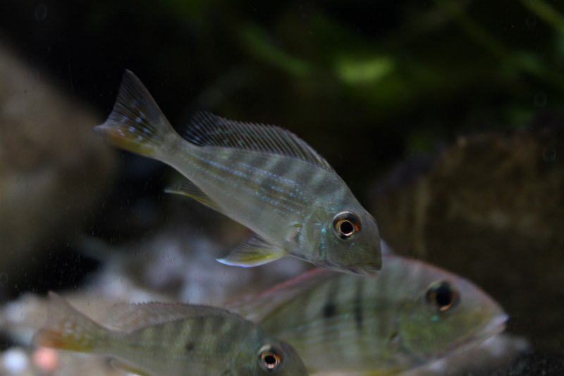 Geophagus brachybranchus