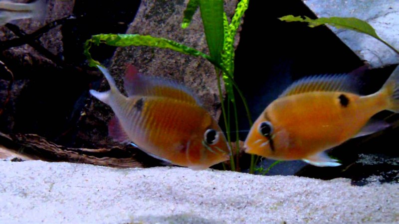 Caquetaia kraussii