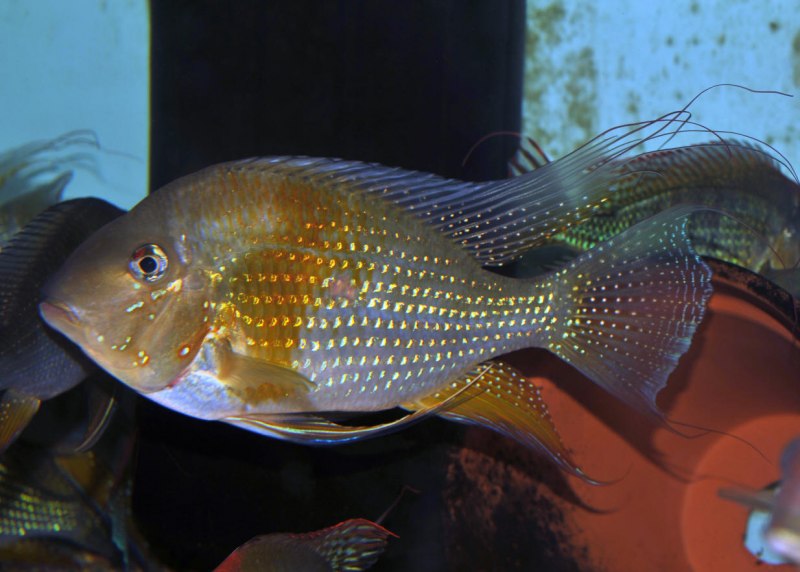 Acarichthys heckelii