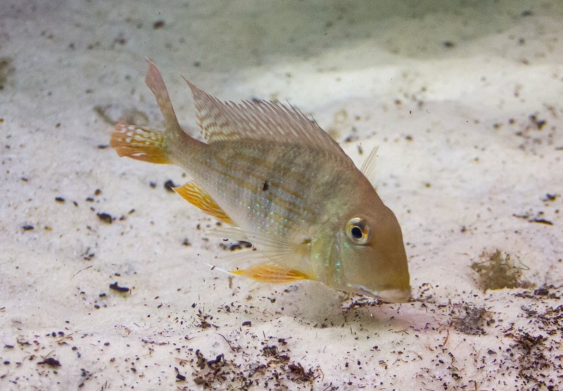 Geophagus Proximus