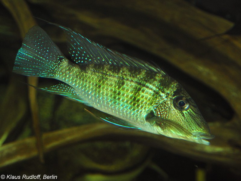 Threadfin acara