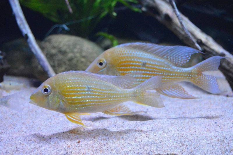 Caquetaia myersi