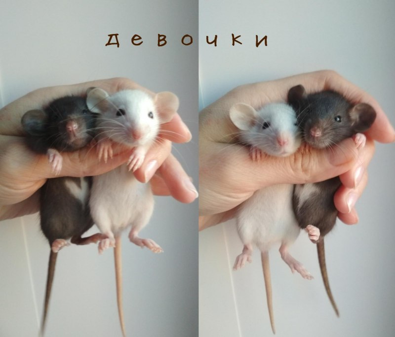 Крыса с голубыми глазами