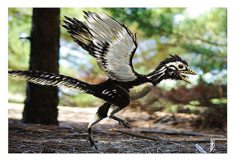 Archaeornithura meemannae