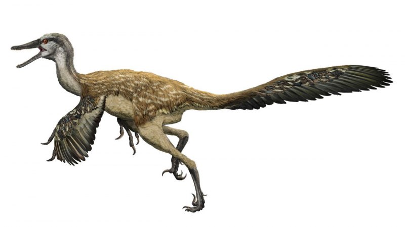 Byronosaurus Jaffei