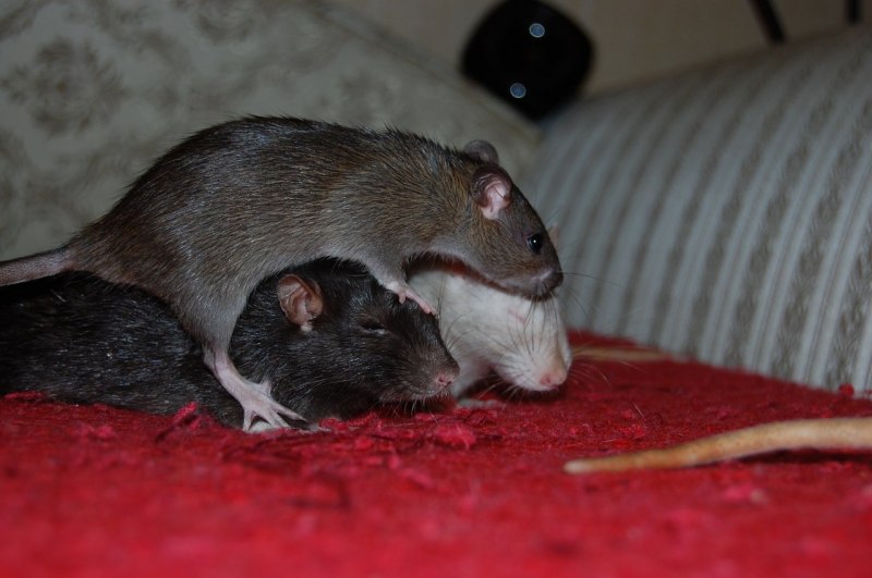 Satans rats