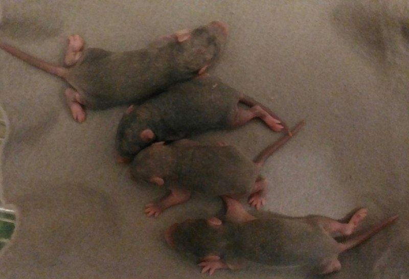 Richard rat