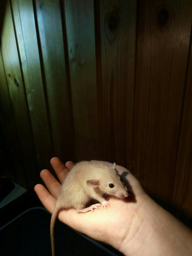 Paucidentomys vermidax