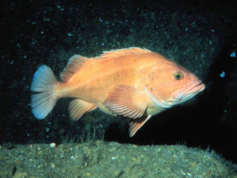 Алеутский морской окунь Sebastes aleutianus