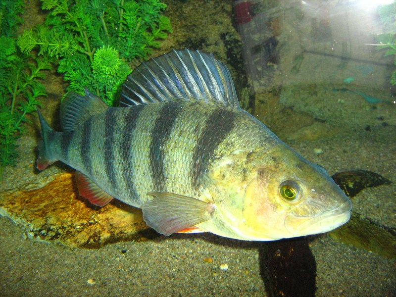 Окунь perca fluviatilis