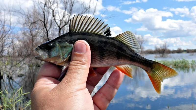 Окунь perca fluviatilis