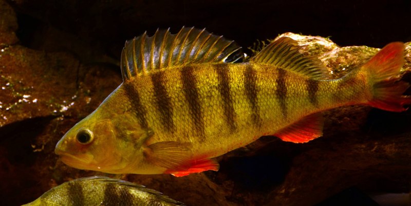 Речной окунь perca fluviatilis