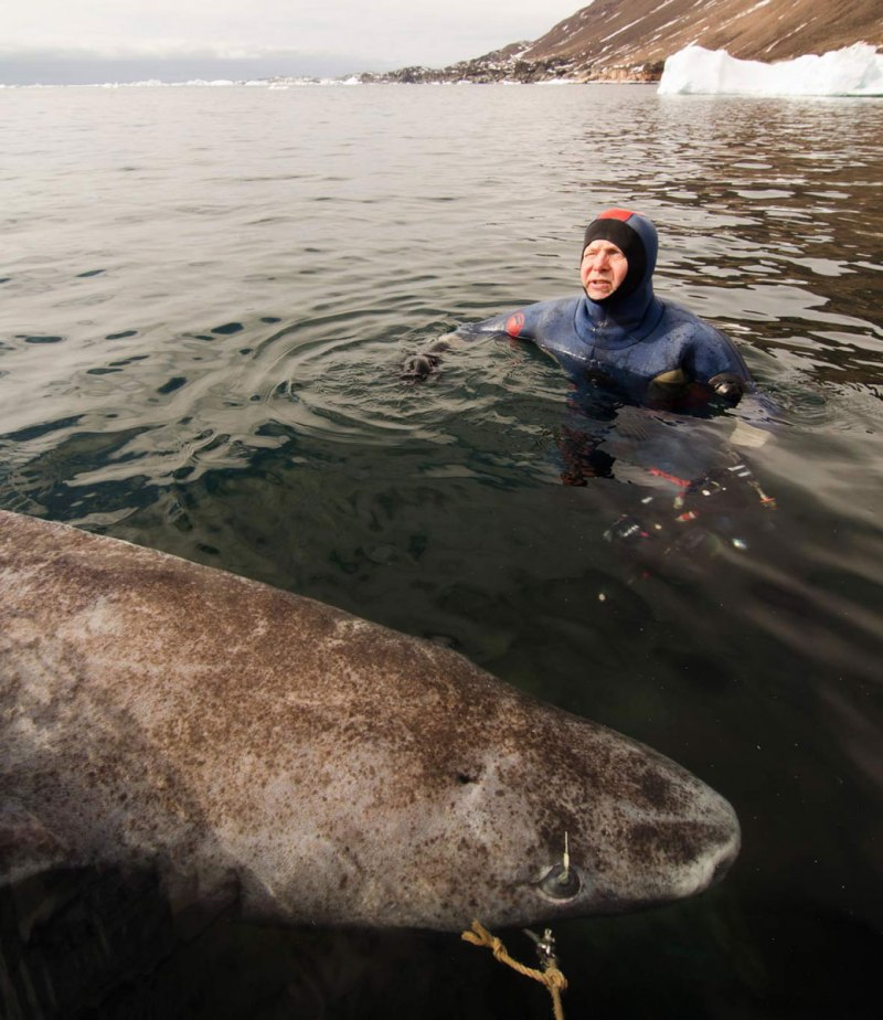 Greenland Shark 392 years