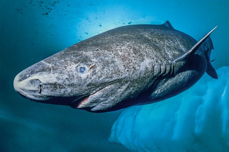 Полярная акула (Somniosus microcephalus)