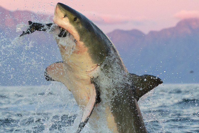 World of Fishers акула гренландская Полярная
