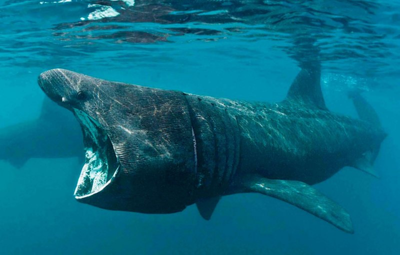 Greenland Polar Shark
