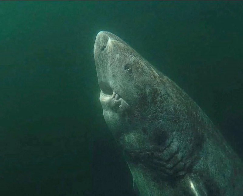 Broadnose Sevengill Shark
