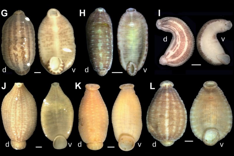 Медицинская пиявка Hirudo medicinalis