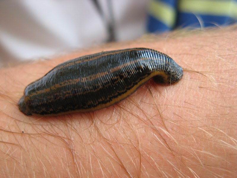 • Восточная – Hirudo medicinalis orientalis.