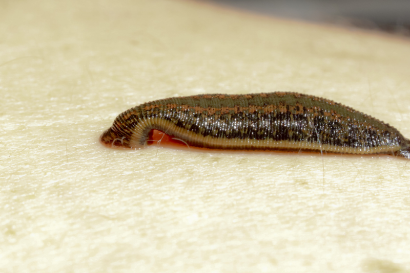 Медицинская пиявка Hirudo medicinalis