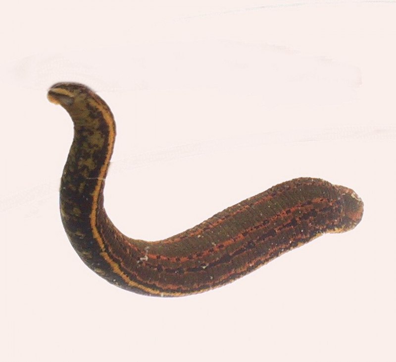 Восточная пиявка Hirudo medicinalis orientalis