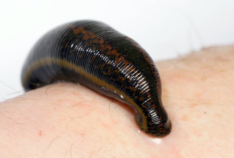 Восточная пиявка Hirudo medicinalis orientalis